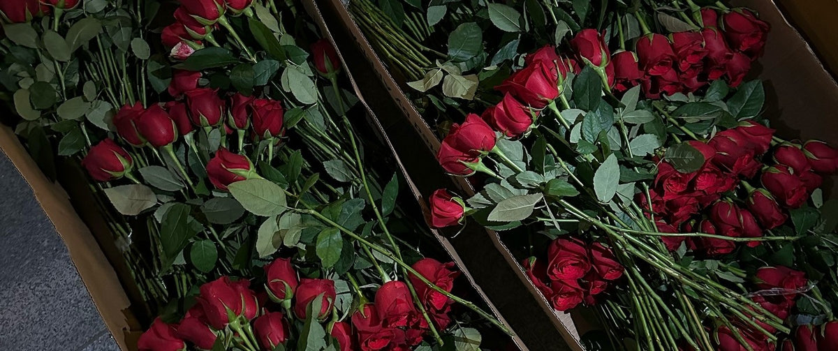 ورد نوزعه على الناس